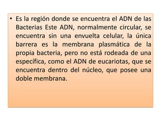 • Es la región donde se encuentra el ADN de las
Bacterias Este ADN, normalmente circular, se
encuentra sin una envuelta celular, la única
barrera es la membrana plasmática de la
propia bacteria, pero no está rodeada de una
específica, como el ADN de eucariotas, que se
encuentra dentro del núcleo, que posee una
doble membrana.