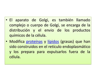 • El aparato de Golgi, es también llamado
complejo o cuerpo de Golgi, se encarga de la
distribución y el envio de los productos
químicos de la célula.
• Modifica proteínas y lípidos (grasas) que han
sido construidos en el retículo endoplasmático
y los prepara para expulsarlos fuera de la
célula.