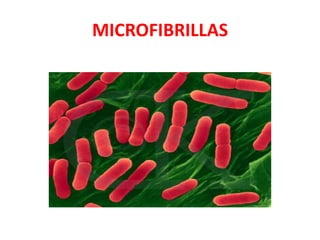 MICROFIBRILLAS