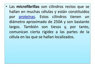 • Las microfibrillas son cilindros rectos que se
hallan en muchas células y están constituidos
por proteínas. Estos cilindros tienen un
diámetro aproximado de 250A y son bastante
largos. También son tiesos y, por tanto,
comunican cierta rigidez a las partes de la
célula en las que se hallan localizados.