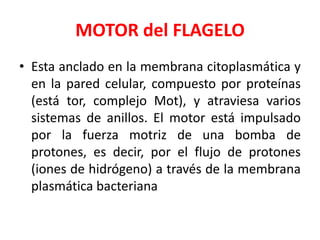 MOTOR del FLAGELO
• Esta anclado en la membrana citoplasmática y
en la pared celular, compuesto por proteínas
(está tor, complejo Mot), y atraviesa varios
sistemas de anillos. El motor está impulsado
por la fuerza motriz de una bomba de
protones, es decir, por el flujo de protones
(iones de hidrógeno) a través de la membrana
plasmática bacteriana