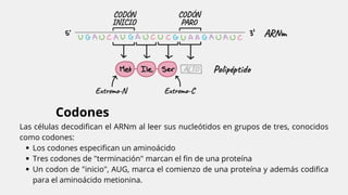 célula, ciclo celular, proteínas, enzimas.pdf