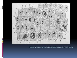 Células do gênero Allium em diferentes fases do ciclo celular
 