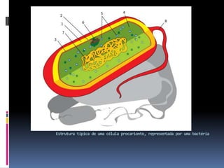 Estrutura típica de uma célula procarionte, representada por uma bactéria
 