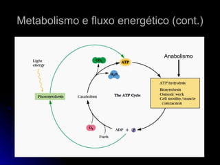 Metabolismo e fluxo energético (cont.) Anabolismo 