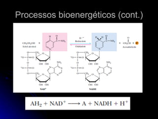 Processos bioenergéticos (cont.) 