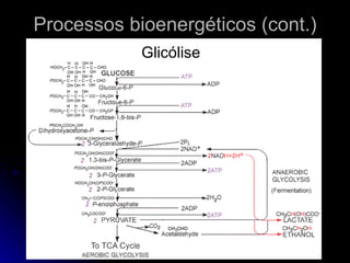 Processos bioenergéticos (cont.) Glicólise 