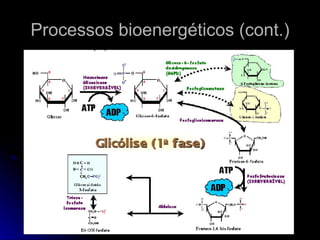 Processos bioenergéticos (cont.) 