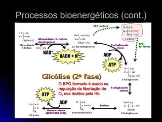 Processos bioenergéticos (cont.) O BPG formado é usado na regulação da libertação de O 2  nos tecidos pela Hb 