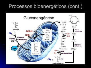 Processos bioenergéticos (cont.) Gluconeogénese 