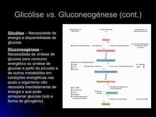 Glicólise  vs.  Gluconeogénese (cont.) Glicólise  – Necessidade de energia e disponibilidade de glucose. Gluconeogénese  – Necessidade de síntese de glucose para consumo energético ou síntese de glucose a partir do piruvato e de outros metabolitos em condições energéticas nas quais o organismo não necessita imediatamente de energia e que pode armazenar glucose (sob a forma de glicogénio). 