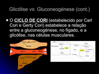 Glicólise  vs.  Gluconeogénese (cont.) O  CICLO DE CORI  (estabelecido por Carl Cori e Gerty Cori) estabelece a relação entre a gluconeogénese, no fígado, e a glicólise, nas células musculares. 