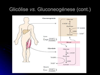 Glicólise  vs.  Gluconeogénese (cont.) 