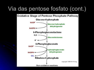 Via das pentose fosfato (cont.) 