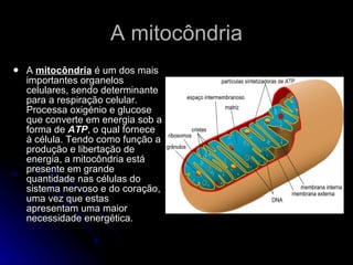 A mitocôndria A  mitocôndria  é um dos mais importantes organelos celulares, sendo determinante para a respiração celular. Processa oxigénio e glucose que converte em energia sob a forma de  ATP , o qual fornece à célula. Tendo como função a produção e libertação de energia, a mitocôndria está presente em grande quantidade nas células do sistema nervoso e do coração, uma vez que estas apresentam uma maior necessidade energética.  