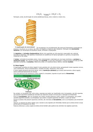 Participam, ainda, da eliminação de outras substâncias tóxicas, como o etanol e o ácido úrico.




                                          Os microtúbulos e os microfilamentos são estruturas filamentares constituídas por
proteínas. Encontram-se no interior dos cílios e de flagelos ou dispersos pelo citoplasma. Participam dos movimentos
celulares e da manutenção da arquitetura celular, formando o citoesqueleto.

Os depósitos ou inclusões citoplasmáticas diferem dos organóides por não possuírem organização nem sistemas
enzimáticos específicos. São depósitos intracelulares de substâncias de reserva (glicogênio ou gordura), de pigmentos
(melanina) ou de cristais.

O núcleo, controlador da atividade celular, é bem individualizado e delimitado por uma dupla membrana, a carioteca ou
membrana nuclear. Seu interior é ocupado pela cariolinfa, na qual está mergulhado o material genético formado por DNA
associado a proteínas, a cromatina. Observa-se, ainda, um corpúsculo denso, esférico, chamado nucléolo.


B. Célula Vegetal
A organização eucariótica da célula vegetal é muito parecida com a da célula animal, apresentando muitas organelas comuns,
como mitocôndrias, retículo endoplasmático, complexo de Golgi, ribossomos, entre outras.
A célula vegetal apresenta estruturas típicas, como a membrana celulósica que reveste externamente a célula vegetal,
sendo constituída basicamente de celulose.
Uma outra estrutura que caracteriza a célula vegetal é o cloroplasto, organela na qual ocorre a fotossíntese.




Na verdade, os cloroplastos são, entre outras, organelas que podem ser classificadas como cromoplastos, pois são organelas
que possuem pigmentos (substâncias coloridas) que absorvem energia luminosa para a realização da fotossíntese.
Entre os cromoplastos, além do cloroplasto que contém clorofila (pigmento verde), existem os xantoplastos, que contém
xantofila (pigmento amarelo), os eritroplastos, que contém a licopeno (pigmento vermelho), e assim por diante.
Quando os plastos não possuem pigmentos coloridos, são chamados de leucoplastos, como os amiloplastos que armazenam
amido.
Observe, no esquema da célula vegetal, que o vacúolo é uma organela com dimensões maiores que na célula animal e ocupa
grande parte do hialoplasma da célula.
Podemos diferenciar a célula vegetal da célula animal também pela ausência dos centríolos nos vegetais superiores.
 