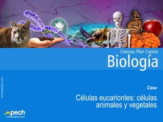 PPTCES003CB31-A10V1
Clase
Células eucariontes: células
animales y vegetales
 