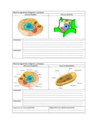 Mirá las siguientes imágenes y compara:
CÉLULA ANIMAL CÉLULA VEGETAL
DIFERENCIAS ……………………………………………………………………………………………………………………………………
……………………………………………………………………………………………………………………………………
……………………………………………………………………………………………………………………………………
…………………………………………………………………………………………………....................................
SEMEJANZAS ……………………………………………………………………………………………………………………………………
……………………………………………………………………………………………………………………………………
……………………………………………………………………………………………………………………………………
……………………………………………………………………………………………………………………………………
Mirá las siguientes imágenes y compara:
CÉLULA EUCARIOTA CÉLULA PROCARIOTA
DIFERENCIAS ……………………………………………………………………………………………………………………………………
……………………………………………………………………………………………………………………………………
……………………………………………………………………………………………………………………………………
…………………………………………………………………………………………………....................................
SEMEJANZAS ……………………………………………………………………………………………………………………………………
……………………………………………………………………………………………………………………………………
……………………………………………………………………………………………………………………………………
Organismos con células eucariotas:
……………………………………………………………………………
……………………………………………………………………………
Organismos con células procariotas:
……………………………………………………………………………
……………………………………………………………………………
 
