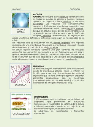 UNIDAD 2 CITOLOGIA
VACUOLA
Función:Una vacuola es un orgánulo celular presente
en todas las células de plantas y hongos. También
aparece en algunas células protistas y de otros
eucariotas. Las vacuolas son compartimentos
cerrados o limitados por membrana plasmática que
contienen diferentes fluidos, como agua o enzimas,
aunque en algunos casos puede contener sólidos. La
mayoría de las vacuolas se forman por la fusión de
múltiples vesículas membranosas. El orgánulo no
posee una forma definida, su estructura varía según las necesidades de la
célula.
Las vacuolas que se encuentran en las células vegetales son regiones
rodeadas de una membrana (tonoplasto o membrana vacuolar) y llenas
de un líquido muy particular llamado jugo celular.
La célula vegetal inmadura contiene una gran cantidad de vacuolas
pequeñas que aumentan de tamaño y se van fusionando en una sola y
grande, a medida en que la célula va creciendo. En la célula madura, el 90
% de su volumen puede estar ocupado por una vacuola, con el citoplasma
reducido a una capa muy estrecha apretada contra la pared celular.
LAMINILLAS
Se trata de pliegues membranosos que se extienden
desde la membrana plástica hacia el interior. Su
función puede ser muy diversa dependiendo de el
organismo que se trate, como por ejemplo: presentar
pigmentos relacionados con la fotosíntesis
(bacteriorodopsina o bacterioclorofíla) o partículas
captadores de nitrógeno molecular, etc.).
CITOESQUELETO
El Citoesqueleto está constituido por proteínas del
citoplasma que polimerizan en estructuras
filamentosas. Es responsable de la forma de la célula
y del movimiento de la célula en su conjunto y del
movimiento de orgánulos en el citoplasma.
Se subdividen en microtúbulos, y filamentos
intermedios.
VACUOLA
CENTRAL
LAMINILLA
CITOESQUELETO
 
