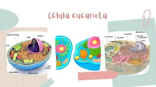 Célula eucariota
 