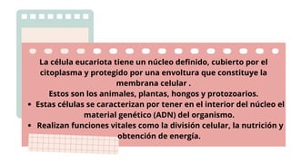 Estas células se caracterizan por tener en el interior del núcleo el
material genético (ADN) del organismo.
Realizan funciones vitales como la división celular, la nutrición y
obtención de energía.
La célula eucariota tiene un núcleo definido, cubierto por el
citoplasma y protegido por una envoltura que constituye la
membrana celular .
Estos son los animales, plantas, hongos y protozoarios.
 