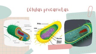 Células procariotas
 