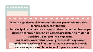 Su principal característica es que no tienen una membrana que
delimite al núcleo celular, en cambio presentan su material
genético disperso en el citoplasma.
Las células procariotas llevan procesos de respiración
mediante reacciones bioquímicas para obtener la energía
necesaria para completar todos los procesos internos.
Forman organismos vivientes unicelulares pertenecientes a los
dominios Archaea y Bacteria.
 