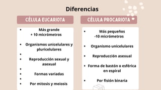 CÉLULA EUCARIOTA CÉLULA PROCARIOTA
Diferencias
Más grande
Organismos unicelulares y
pluricelulares
Reproducción sexual y
asexual
Formas variadas
Por mitosis y meiosis
+ 10 micrómetros
Más pequeños
Organismo unicelulares
Reproducción asexual
Forma de bastón o esférica
en espiral
Por fisión binaria
-10 micrómetros
 