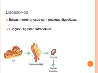 LISOSSOMOS
 Bolsas membranosas com enzimas digestivas;
 Função: Digestão intracelular.
 