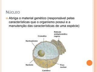 NÚCLEO
 Abriga o material genético (responsável pelas
características que o organismo possui e a
manutenção das características de uma espécie)
 