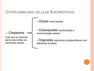 CITOPLASMA DAS CÉLULAS EUCARIÓTICAS
 Citoplasma
- Citosol (meio líquido)
- Citoesqueleto (sustentação e
movimentação celular)
- Organelas (estruturas citoplasmáticas com
diferentes funções)
Tudo que se encontra
dentro dos limites da
membrana celular.
 