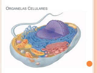 ORGANELAS CELULARES
 