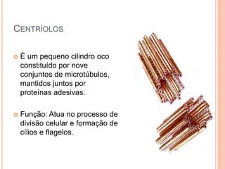 CENTRÍOLOS
 É um pequeno cilindro oco
constituído por nove
conjuntos de microtúbulos,
mantidos juntos por
proteínas adesivas.
 Função: Atua no processo de
divisão celular e formação de
cílios e flagelos.
 