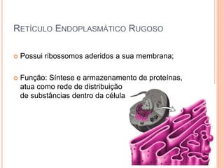 RETÍCULO ENDOPLASMÁTICO RUGOSO
 Possui ribossomos aderidos a sua membrana;
 Função: Síntese e armazenamento de proteínas,
atua como rede de distribuição
de substâncias dentro da célula
de substância;
 