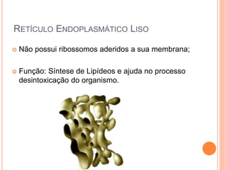 RETÍCULO ENDOPLASMÁTICO LISO
 Não possui ribossomos aderidos a sua membrana;
 Função: Síntese de Lipídeos e ajuda no processo
desintoxicação do organismo.
 