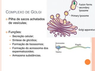 COMPLEXO DE GOLGI
 Pilha de sacos achatados e
de vesículas;
 Funções:
 Secreção celular;
 Síntese de glicídios;
 Formação de lisossomos;
 Formação do acrossoma dos
espermatozoides;
 Armazena substâncias.
 
