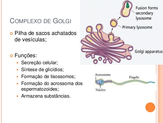 célula eucariotica animal citologia