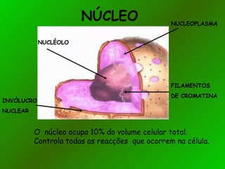 NÚCLEO                   NUCLEOPLASMA


            NUCLÉOLO




                                                FILAMENTOS
                                                DE CROMATINA
INVÓLUCRO
NUCLEAR


          O núcleo ocupa 10% do volume celular total.
          Controla todas as reacções que ocorrem na célula.
 