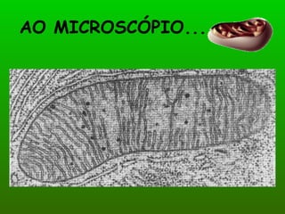 AO MICROSCÓPIO...
 