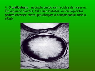  O amiloplasto , acumula amido em tecidos de reserva.
Em algumas plantas, tal como batatas, os amiloplastos
podem crescer tanto que chegam a ocupar quase toda a
célula.
 