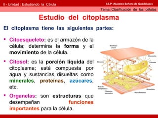 II - Unidad : Estudiando la Célula        I.E.P «Nuestra Señora de Guadalupe»

                                       Tema: Clasificación de las células

                      Estudio del citoplasma
El citoplasma tiene las siguientes partes:

 Citoesqueleto: es el armazón de la
  célula; determina la forma y el
  movimiento de la célula.
 Citosol: es la porción líquida del
  citoplasma; está compuesta por
  agua y sustancias disueltas como
  minerales, proteínas, azúcares,
  etc.
 Organelas: son estructuras que
  desempeñan               funciones
  importantes para la célula.
 