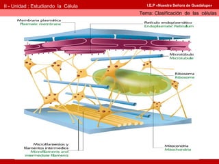 II - Unidad : Estudiando la Célula      I.E.P «Nuestra Señora de Guadalupe»

                                     Tema: Clasificación de las células
 
