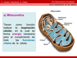II - Unidad : Estudiando la Célula      I.E.P «Nuestra Señora de Guadalupe»

                                     Tema: Clasificación de las células




  a) Mitocondria


  Tienen    como      función
  realizar la respiración
  celular, en la cual se
  forma energía necesaria
  para el cumplimiento de
  toda      las funciones
  vitales de la célula.
 