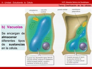II - Unidad : Estudiando la Célula      I.E.P «Nuestra Señora de Guadalupe»

                                     Tema: Clasificación de las células




b) Vacuolas
Se encargan de
almacenar
diferentes tipos
de sustancias
en la célula.
 