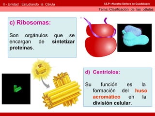II - Unidad : Estudiando la Célula             I.E.P «Nuestra Señora de Guadalupe»

                                            Tema: Clasificación de las células



    c) Ribosomas:

    Son orgánulos que se
    encargan de sintetizar
    proteínas.



                                     d) Centriolos:

                                     Su      función    es  la
                                          formación del huso
                                          acromático     en  la
                                          división celular.
 