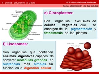 II - Unidad : Estudiando la Célula                 I.E.P «Nuestra Señora de Guadalupe»

                                                Tema: Clasificación de las células


                                     e) Cloroplastos:

                                     Son    orgánulos    exclusivas de
                                     células     vegetales que      se
                                     encargan de la pigmentación y
                                     fotosíntesis de las plantas.


 f) Lisosomas:

 Son orgánulos que contienen
 enzimas digestivas capaces de
 convertir moléculas grandes en
 sustancias más simples. Su
 función es la digestión celular.
 