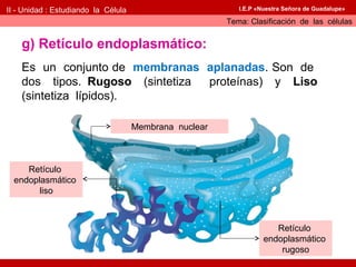 II - Unidad : Estudiando la Célula                         I.E.P «Nuestra Señora de Guadalupe»

                                                        Tema: Clasificación de las células


    g) Retículo endoplasmático:
    Es un conjunto de membranas aplanadas. Son de
    dos tipos. Rugoso (sintetiza proteínas) y Liso
    (sintetiza lípidos).

                                     Membrana nuclear



     Retículo
  endoplasmático
        liso



                                                                      Retículo
                                                                   endoplasmático
                                                                       rugoso
 