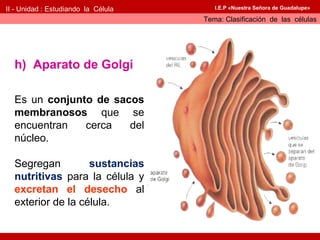 II - Unidad : Estudiando la Célula      I.E.P «Nuestra Señora de Guadalupe»

                                     Tema: Clasificación de las células




  h) Aparato de Golgi

  Es un conjunto de sacos
  membranosos que se
  encuentran   cerca   del
  núcleo.

  Segregan         sustancias
  nutritivas para la célula y
  excretan el desecho al
  exterior de la célula.
 