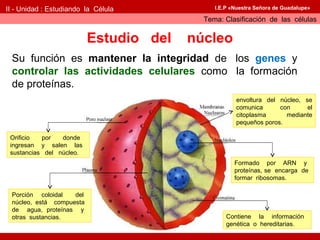 II - Unidad : Estudiando la Célula           I.E.P «Nuestra Señora de Guadalupe»

                                          Tema: Clasificación de las células

                          Estudio del   núcleo
 Su función es mantener la integridad de los genes y
 controlar las actividades celulares como la formación
 de proteínas.
                                                    envoltura del núcleo, se
                                                    comunica      con      el
                                                    citoplasma      mediante
                                                    pequeños poros.

 Orificio  por   donde
 ingresan y salen las
 sustancias del núcleo.
                                                    Formado por ARN y
                                                    proteínas, se encarga de
                                                    formar ribosomas.

 Porción coloidal   del
 núcleo, está compuesta
 de agua, proteínas y
 otras sustancias.                               Contiene la información
                                                 genética o hereditarias.
 