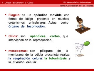 II - Unidad : Estudiando la Célula       I.E.P «Nuestra Señora de Guadalupe»

                                      Tema: Clasificación de las células



    Flagelo: es un apéndice movible con
     forma de látigo presente en muchos
     organismos unicelulares. Actúa como
     órgano de locomoción.


    Cilios: son apéndices cortos, que
     intervienen en la reproducción.


    mesosomas: son       pliegues    de   la
     membrana de la célula procariota, realiza
     la respiración celular, la fotosíntesis y
     la división celular.
 